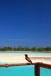 Mynah bird sitting on balcony infront of Aitutaki lagoon,... by Richard Smith 